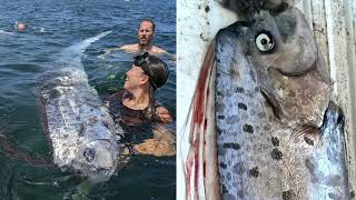 Second ‘doomsday’ oarfish washes up on California beach in three months [upl. by Emelun]