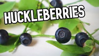 HUCKLEBERRIES  Reviewing This Tasty Fruit Related to Blueberries  Weird Fruit Explorer [upl. by Mogerly]