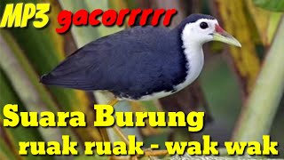 Suara Burung Wak Wak Burung Ruak Ruak Terbaik Gacor [upl. by Kcirdderf]