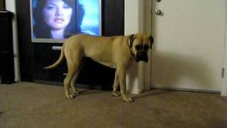 Bullmastiff vs Housefly [upl. by Aglo]