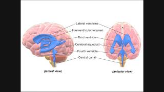 Circulation of Cerebrospinal Fluid CSF Through Ventricles [upl. by Pastelki]