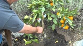 Citrus Satsuma Orange Bush Growing Issues [upl. by Ynnel]