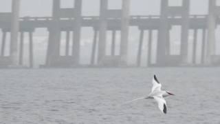 Redbilled Tropicbird in Northern Florida April 2017 [upl. by Dumm945]