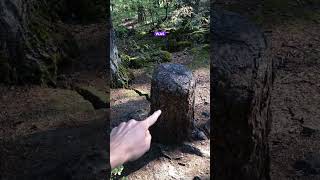 This tree STUMP is surviving off its neighbor trees [upl. by Yssim190]