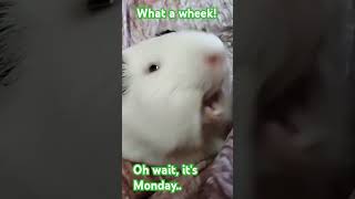 What a wheek guineapig followme saymyname pleasesubscribe trending shorts [upl. by Jandy]