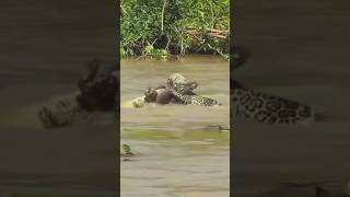 big caiman fighting animals caiman shorts [upl. by Leyes405]