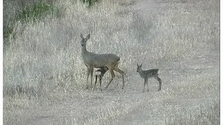 ACCIDENTES DE TRÁFICO CON ANIMALES [upl. by Lien660]