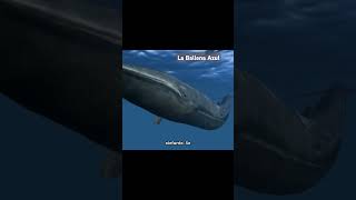 La Ballena Azul 🐋🔵 datoscuriosos wildlife animals curiosidades [upl. by Line]