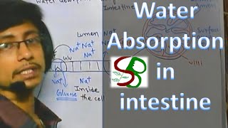 Human physiology lecture Digestive system  Absorption of water in intestine [upl. by Cinemod994]