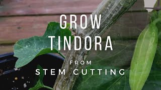 How To Grow Ivy Gourd from cuttings Growing Tindora plant [upl. by Kristi]