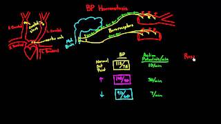 Autoregulation  Baroreceptors [upl. by Tsan]