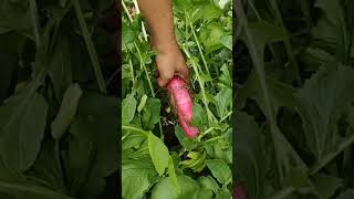 quotFirst Time Growing Radish  From Seeds To Harvestquot vegetablegarden homegarden [upl. by Grail]