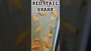 RED TAIL SHARK amazingfacts factsinhindi interestingfacts knowledge shark trending dolphin [upl. by Nashbar]