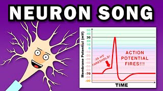 THE NEURON SONG [upl. by Fox206]