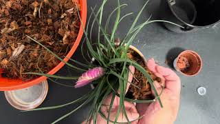 Repotting “tillandsia cyanea plant” [upl. by Sharline]