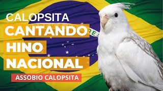 Calopsita Cantando Hino Nacional  ASSOBIO CALOPSITA [upl. by Josselyn]