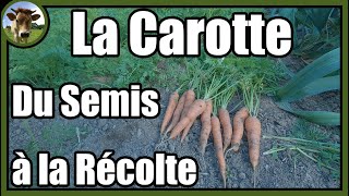 Une culture de carottes de A à Z au potager traditionnel  Astuces pour faciliter le désherbage [upl. by Adiaroz]