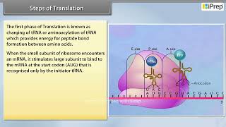 Steps of Translation  Molecular Basis of Inheritance  Biology  Class 12th  iPrep [upl. by Sillaw777]