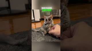 Cute Bush Baby Fluff Ball Bounces And Climbs All Over The House [upl. by Brine]