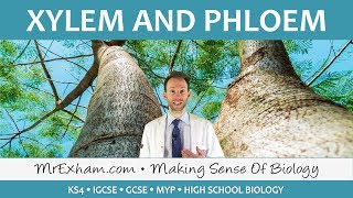 Transport in plants  Xylem and Phloem  GCSE Biology 91 [upl. by Ahsilif]