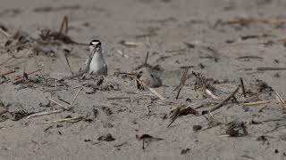 Plum Island 20240726 least tern 6L6A8678 [upl. by Jorie]