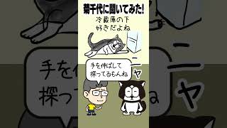 【ネコあるある】冷蔵庫の下好きだよね【菊千代に聞いてみたNo292】 cat ネコアニメ ネコあるある ネコアニメ [upl. by Sulakcin]