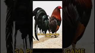 HISTORY OF GAVILAN HATCH GAMEFOWL [upl. by Alikam135]