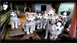 Preparing Food  Siberian Husky Eating 10 Weeks Old2018 [upl. by Marita]