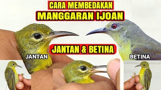 TIPS AKURAT MEMBEDAKAN MANGGARAN IJOAN JANTAN amp BETINA❗PERHATIKAN 2 CIRI INI❗ [upl. by Yauqaj]