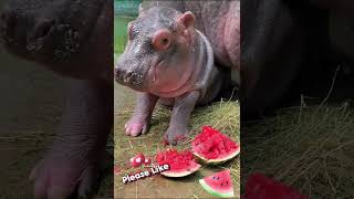 Hippo Enjoys a Juicy Watermelon  Adorable Animal Moment [upl. by Airakaz708]