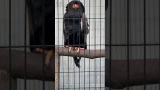 Bateleur eagle in Japan japan Bateleureagles birdsviralreels [upl. by Noguchi]