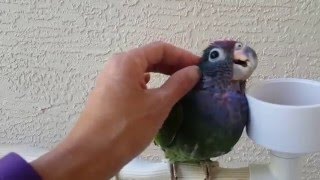 Blue Headed Pionus quotReyquot 03062016 [upl. by Filmer]