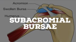 Subacromial bursae [upl. by Eberhard]