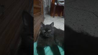 Cute Persian cat 🐈😺 meow meow trending internetmeme youtubeshorts [upl. by Iolande]