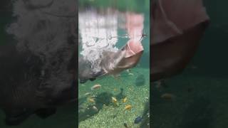 Feeding Frenzy Giant Arapaima in Action arapaima giant feedingtime viralshorts [upl. by Madge]