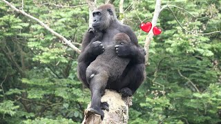 Gorilla Jabali drank milk on the top of the tree played with sawdust金剛猩猩Jabali在樹頂搞笑自嗨Tayari抱著J餵奶 [upl. by Deraj]