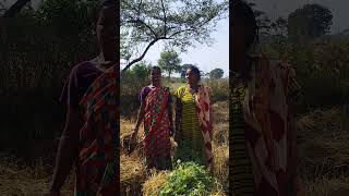 Karela Nar cgshorts cgvillagelife cglife cg folksong [upl. by Ahsatsan]