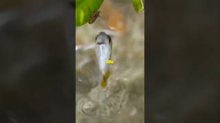 Fascinating fact about Archerfish🐟 youtubeshorts animals wildlife archerfish facts [upl. by Loleta]