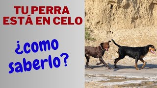 ✅EL CELO EN LAS PERRAS Cuidados Señales y Consejos🐕 [upl. by Odnamla]