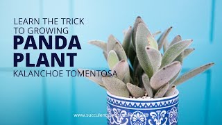 Learn why Kalanchoe tomentosa quotPanda Plantquot is so great for beginners [upl. by Nehgaem]