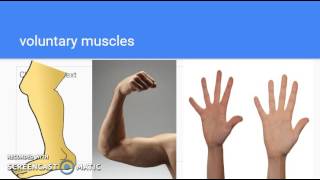 voluntary muscles and involuntary muscles [upl. by Stanly]