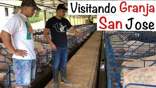 Como CRIAR LECHONES🐷🍼🐷GRANJA porcina SAN JOSE PARTE 1 CAPITULO 101 VISITANDO granjas PORCINAS [upl. by Nomyaw]