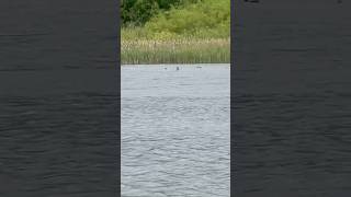 Little Grebe Flying And Landing Next To Reeds avian birds nature [upl. by Bushweller976]