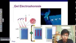 Gel Electrophoresis of DNA [upl. by Lugar]