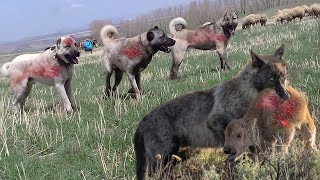 KANGAL vs KURT  İKİ EZELİ DÜŞMAN [upl. by Maribeth]