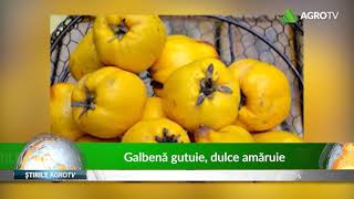 galbena gutuie dulce amaruie 28 11 2018 [upl. by Idelia]