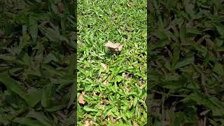 White tree frog 🐸 nature  garden [upl. by Ahsha203]