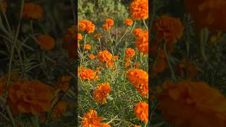 Natural french marigold flowers amazing flowers garden tour nature [upl. by Hull]