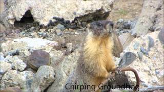 Chirping Groundhog [upl. by Eahsed]