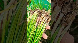 intercropping green onions  capsicum n onion  shorts [upl. by Narej]